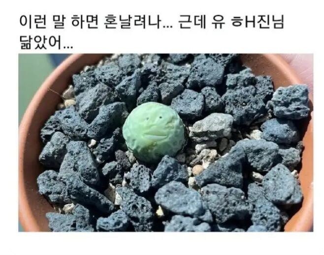 한층 유해진 식물.jpg