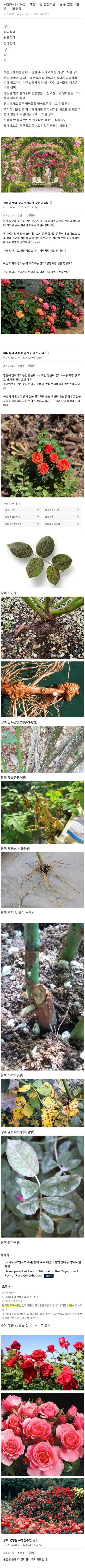 사람들이 잘 모르는 진정한 장미의 꽃말