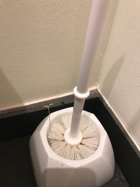 참외씨를 덜 씹어먹고 똥 누고 변기를 청소한 다음날 : 