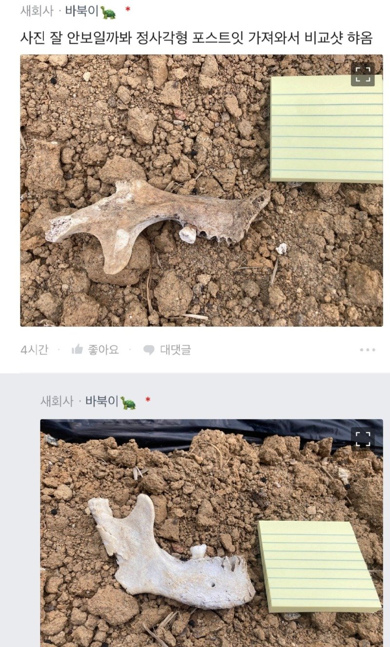 밭에서 이상한 뼈를 본 블라인.jpg