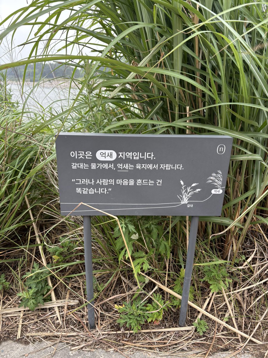 갈대와 억새의 차이