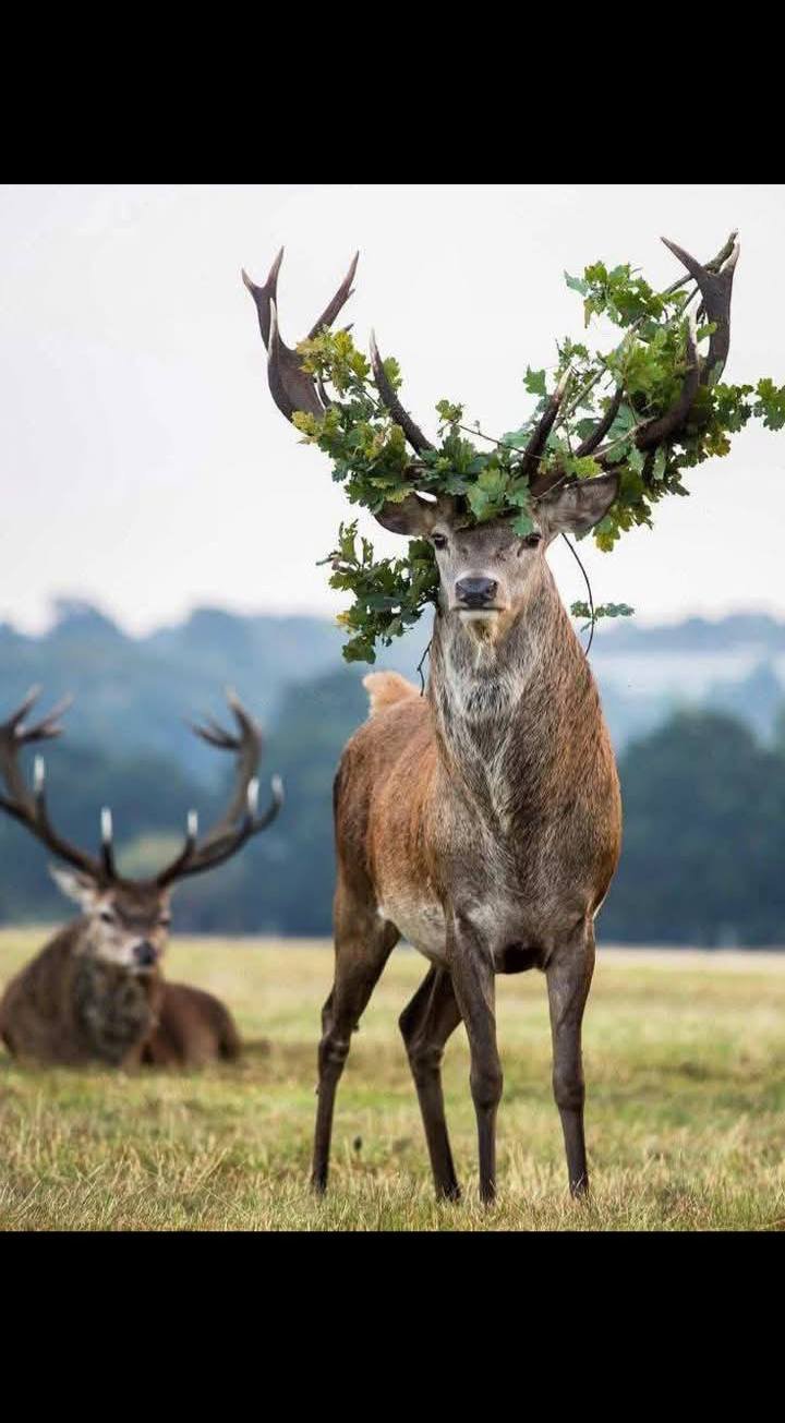 힘의 상질 뿔 보고 가세요