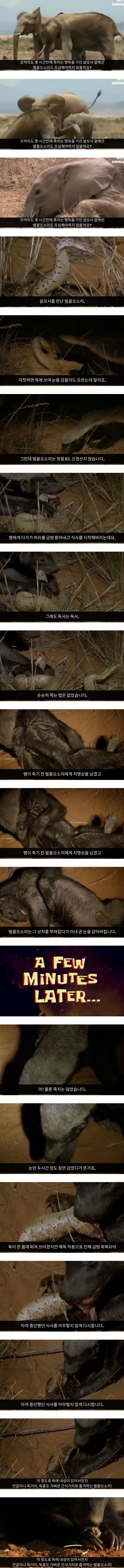 살모사 잘못 건드렸다가 눈감은 벌꿀오소리.jpg