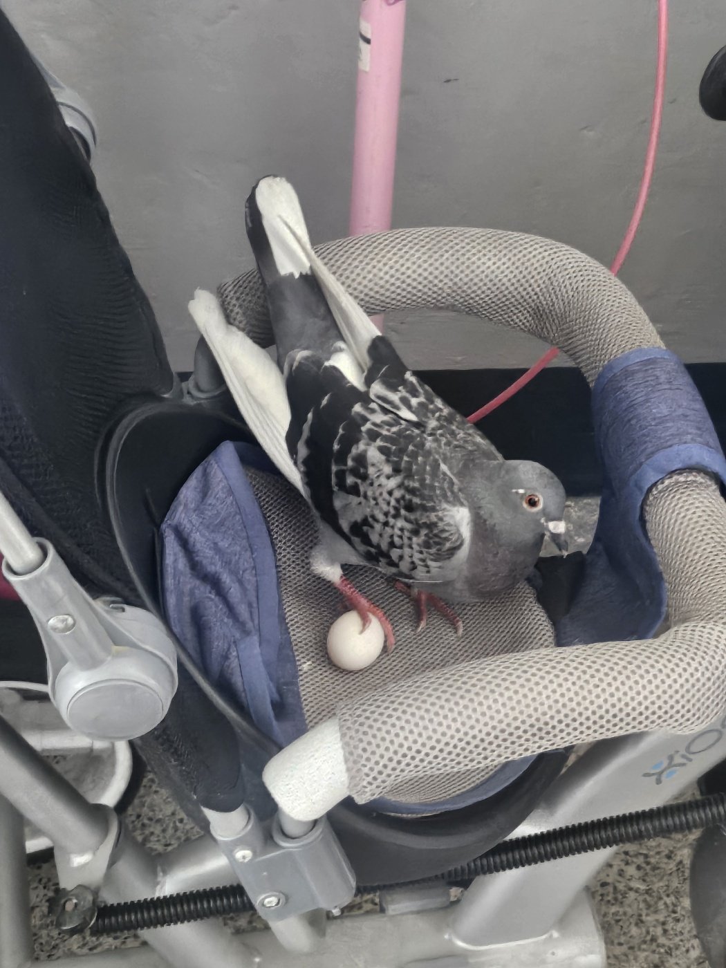 인생 대충 사는 듯한 비둘기좌