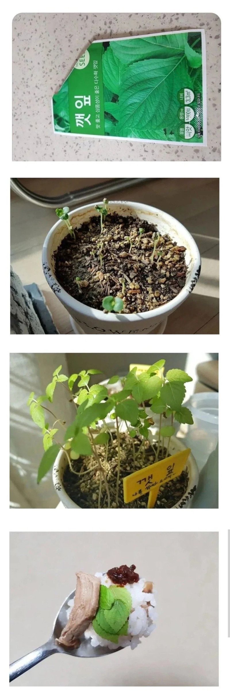 성질 급한 사람의 깻잎 키우기