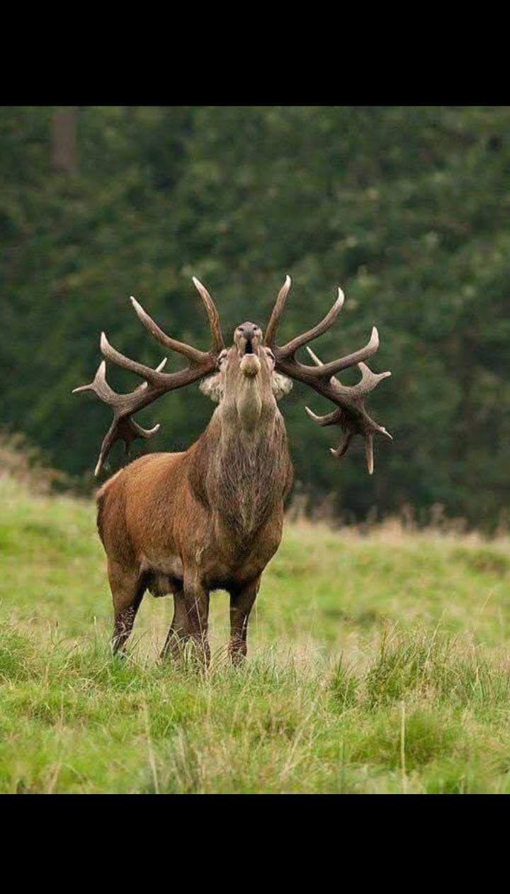 힘의 상질 뿔 보고 가세요