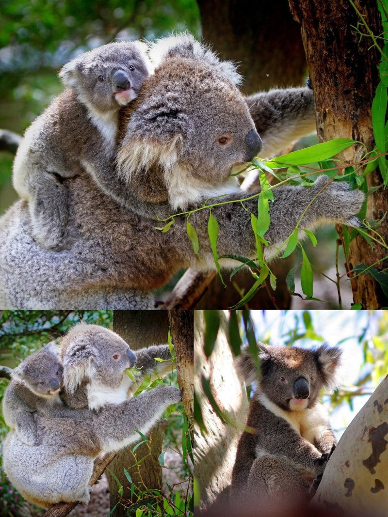 코알라에 관한 몇가지 사실