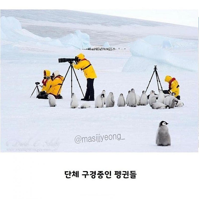 펭귄 다큐멘터리가 찍기 어려운 이유.jpgif
