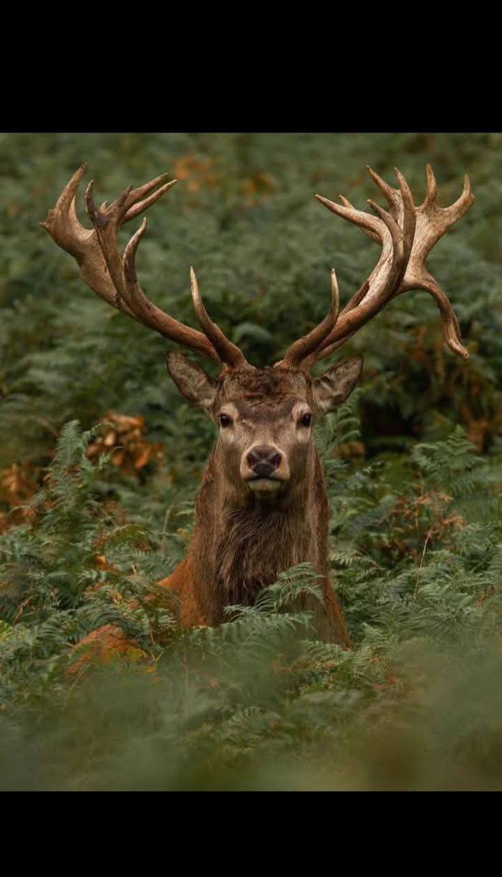 힘의 상질 뿔 보고 가세요
