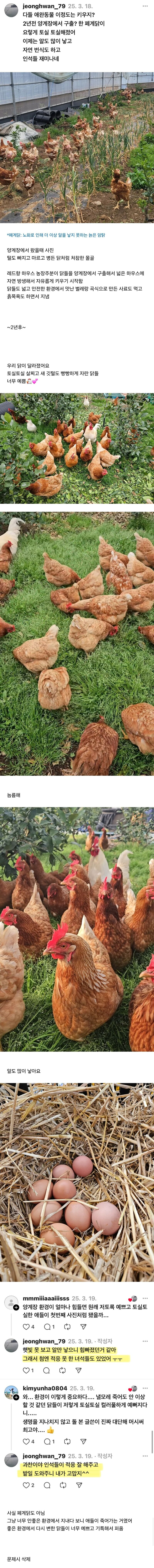 닭 사다가 2년 묵힌 결과