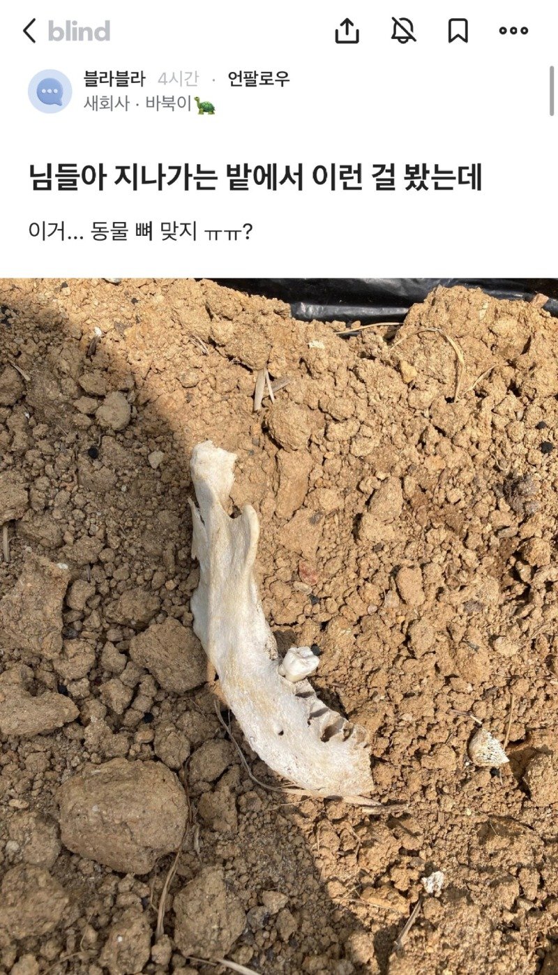 밭에서 이상한 뼈를 본 블라인.jpg