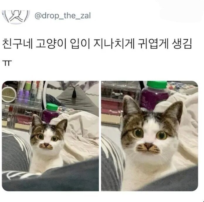 친구네 고양이 입이 지나치게 귀여움