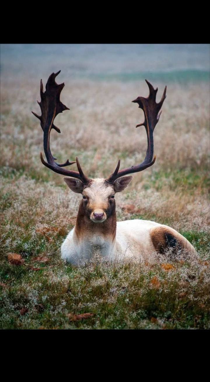 힘의 상질 뿔 보고 가세요