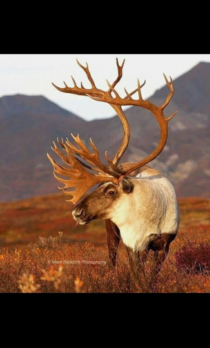 힘의 상질 뿔 보고 가세요