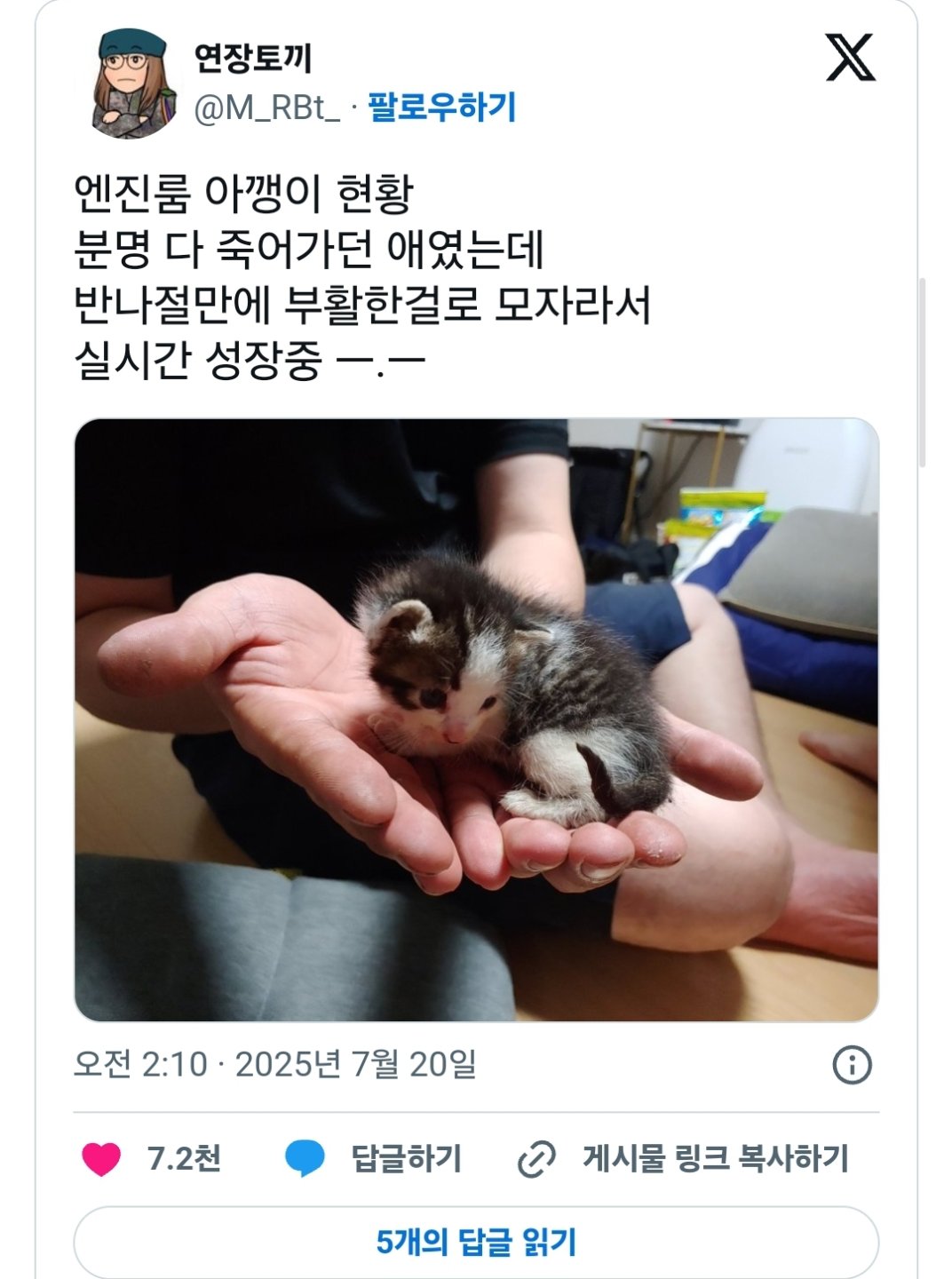 손님차 엔진룸에서 구한 아깽이를 강제로 맡게된 정비사