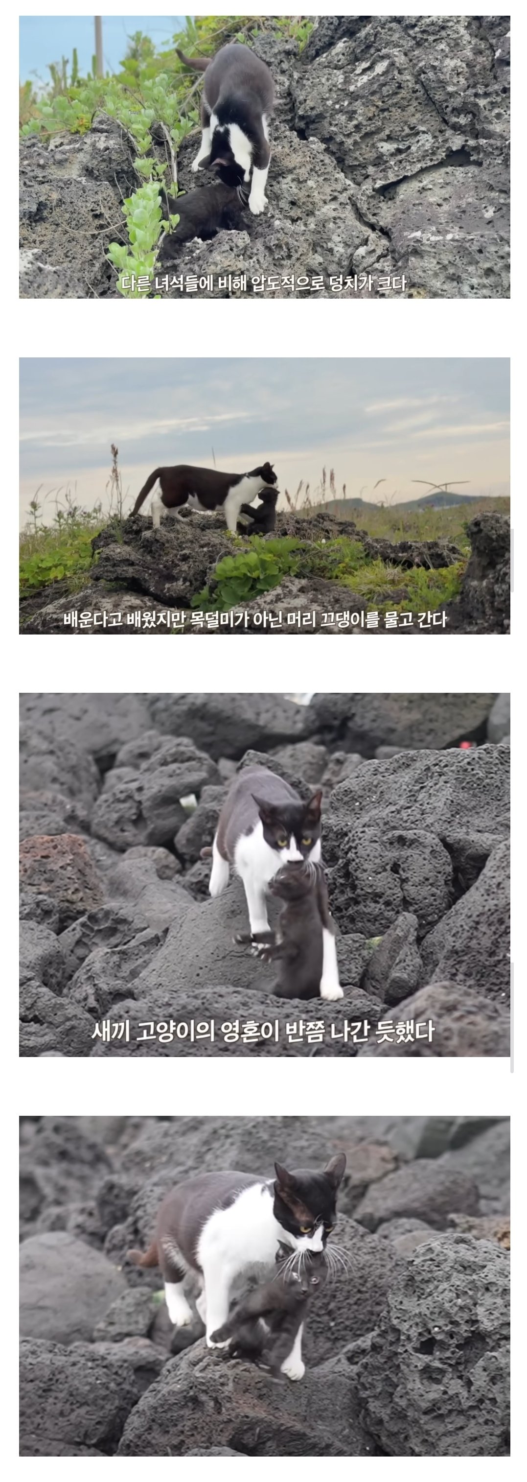 육아를 잘못 배운 고양이