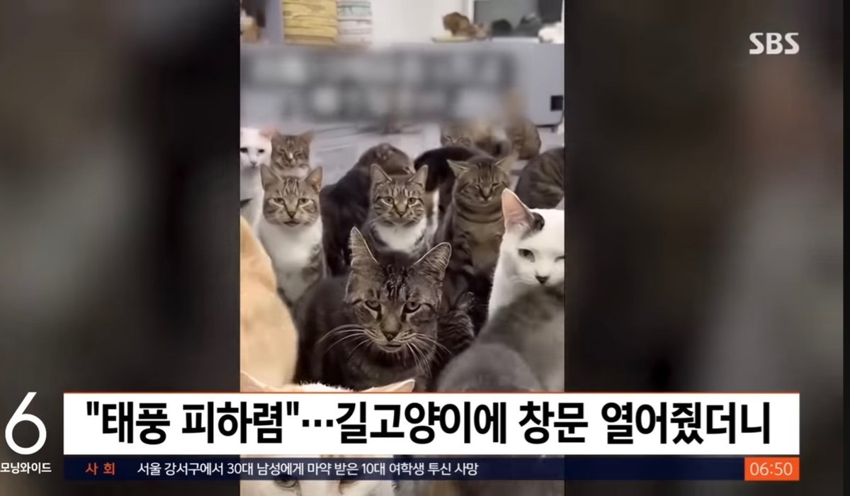 고양이들 태풍피하라고 집창문 열어줬더니