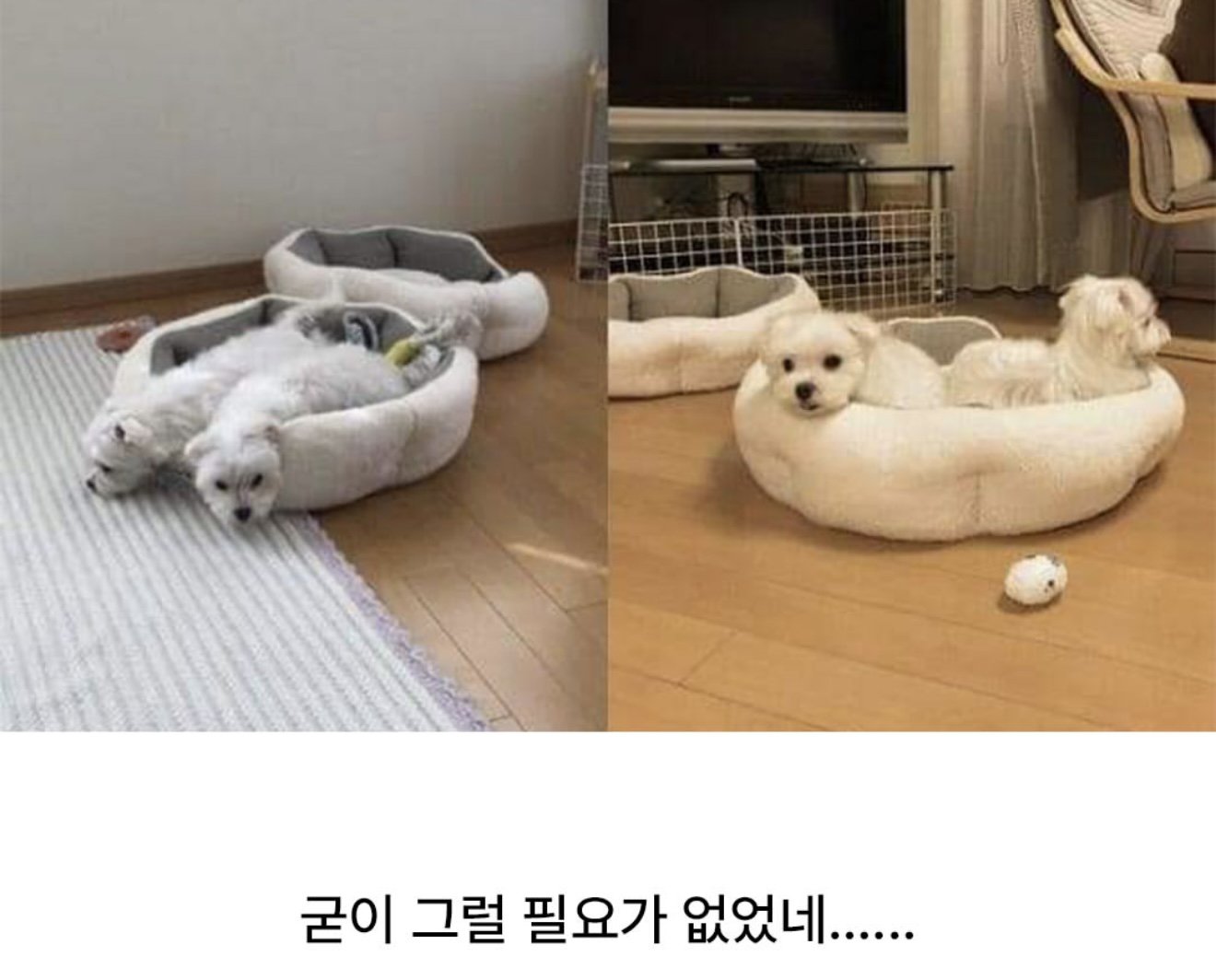 일부러 두개씩 사줬는데