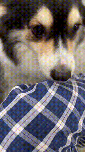 주인 논리로 압살 해버리는 강아지 ㅋㅋㅋ.MP4