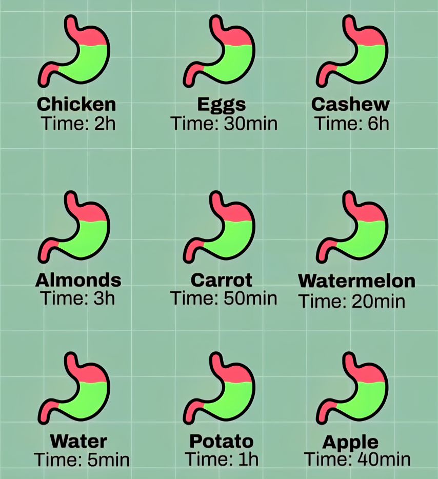 음식별 소화되는 시간