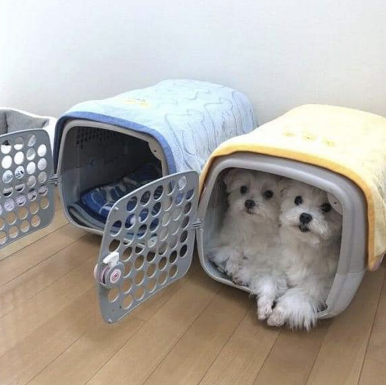 일부러 두개씩 사줬는데