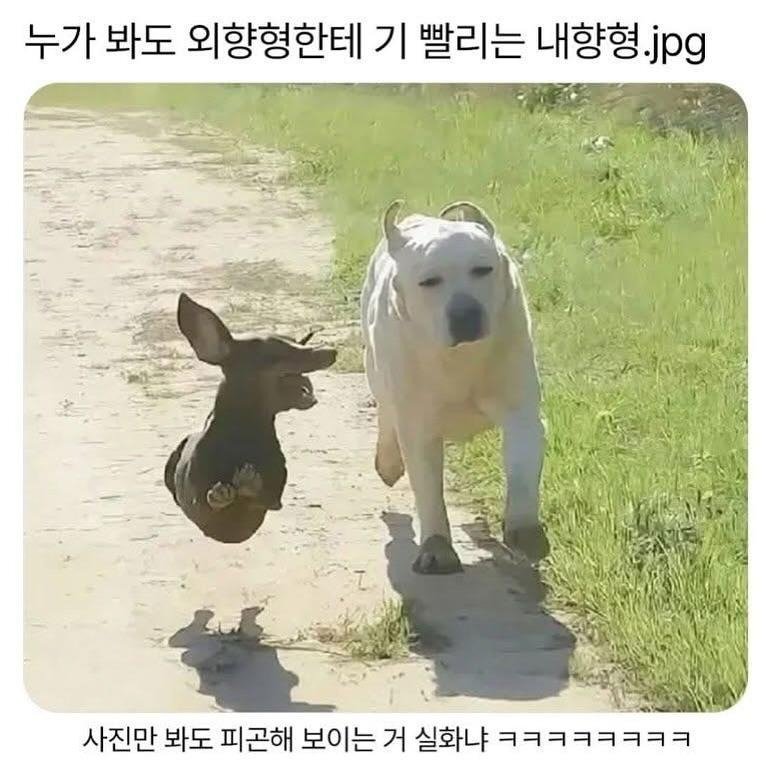 유머 짤 조각모음.jpg