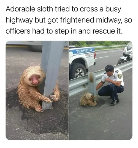 고속도로에 갇힌 나무늘보