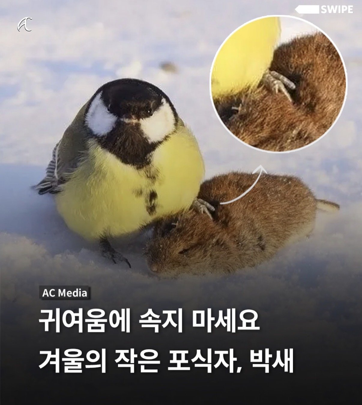 귀여움에 속지마세요