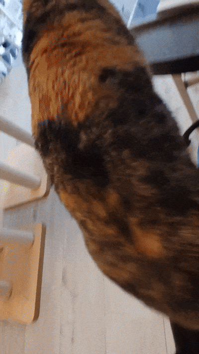 봇치의 리투아니아 여행 11화