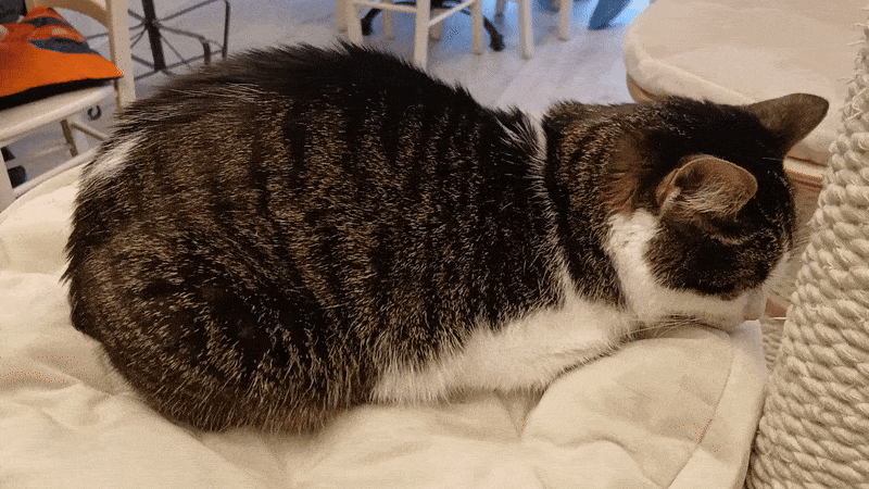 봇치의 리투아니아 여행 8화