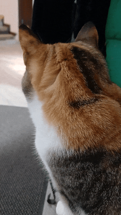 봇치의 리투아니아 여행 8화