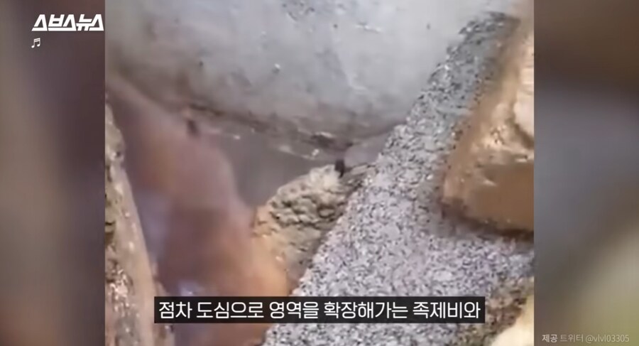 요즘 고양이보다 낫다고 평가 받는 동물jpg