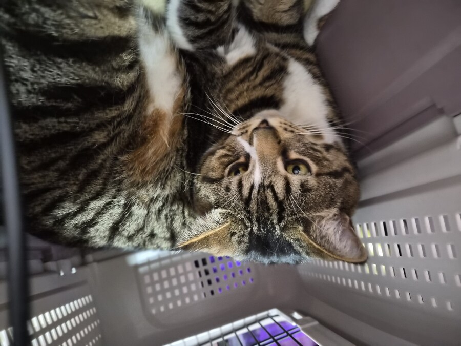 말 안들어서 감옥 보냄 ㅋㅋ