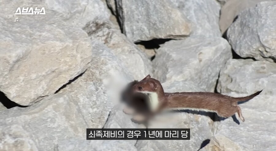 요즘 고양이보다 낫다고 평가 받는 동물jpg