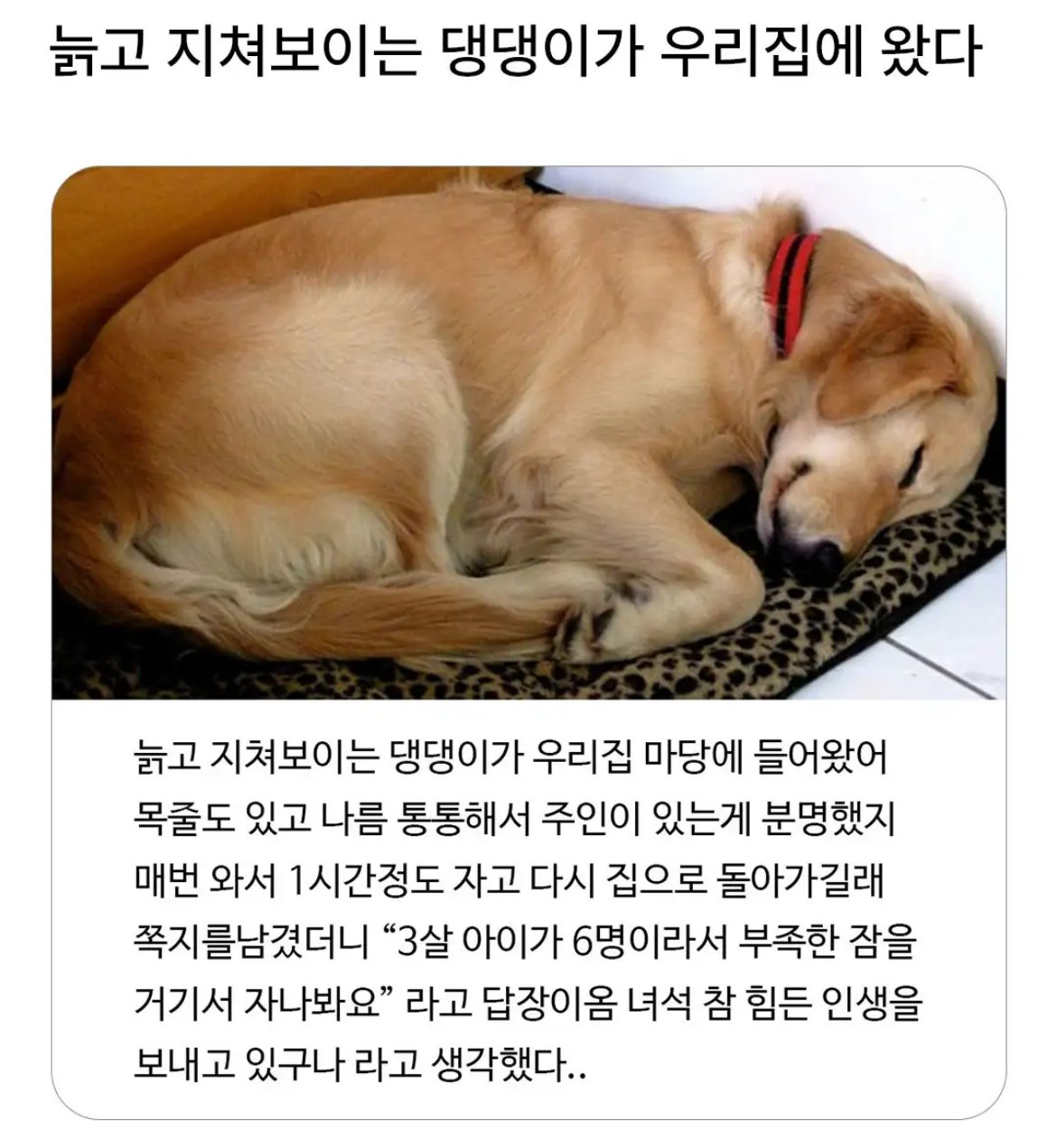 옆집 댕댕이가 자꾸 찾아오는 이유