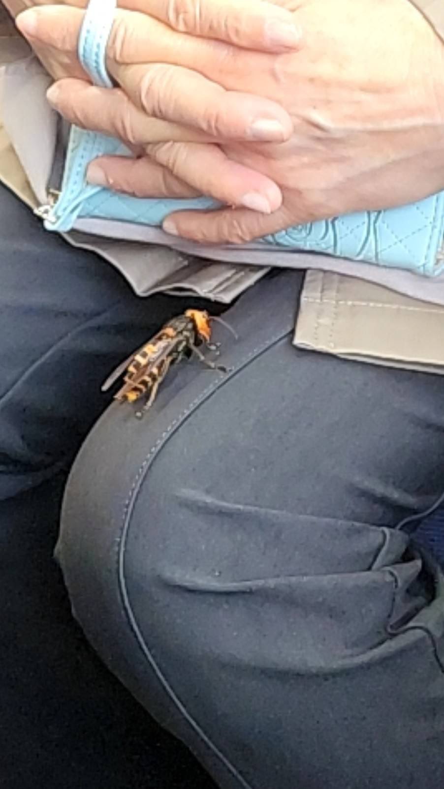 앉아있는 아주머니 무릎에 말벌이