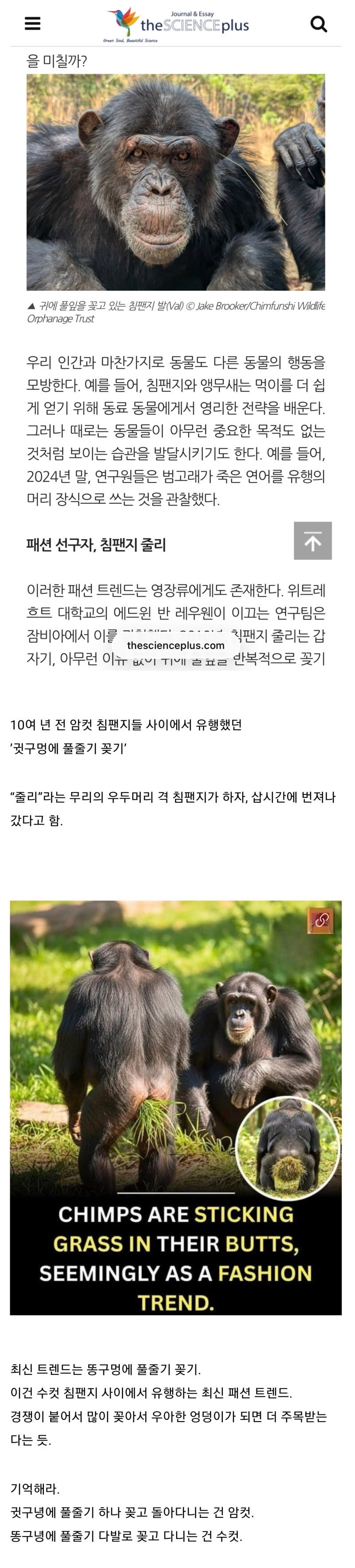 특이점이 온 침팬지 애널에 풀푸리 꼽기