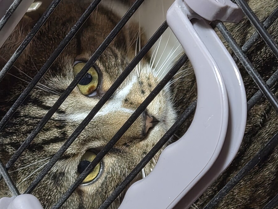 말 안들어서 감옥 보냄 ㅋㅋ