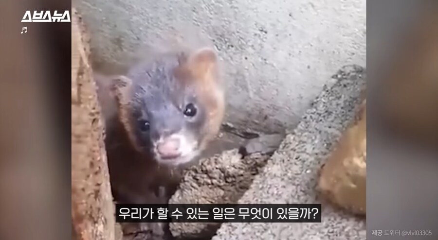 요즘 고양이보다 낫다고 평가 받는 동물jpg