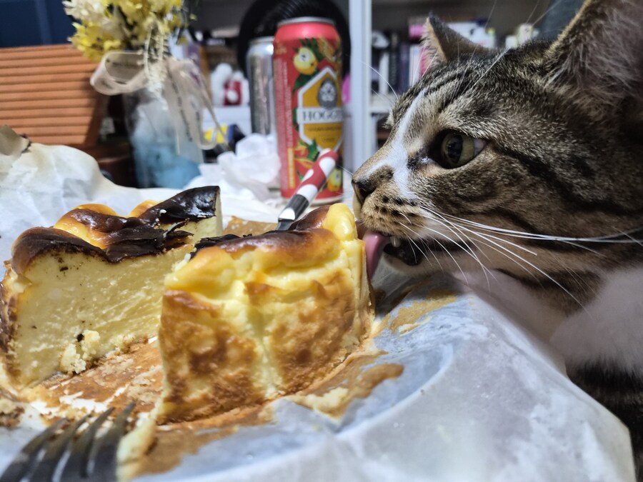 말 안들어서 감옥 보냄 ㅋㅋ