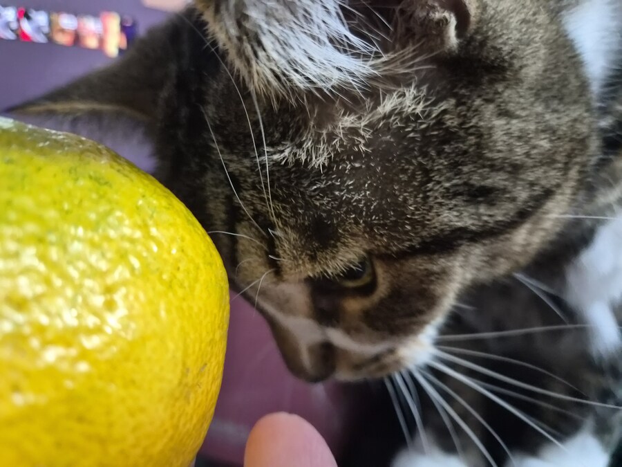 말 안들어서 감옥 보냄 ㅋㅋ