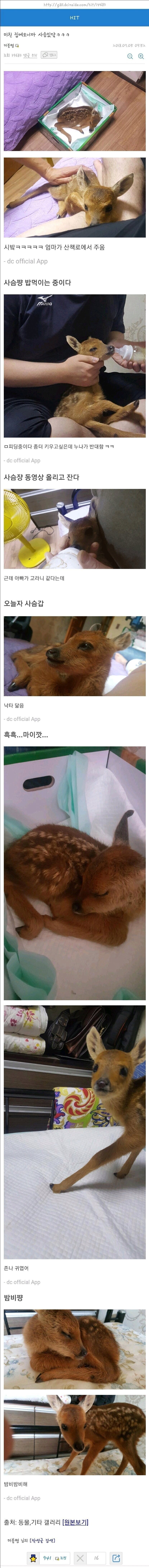 집에오니까 사슴있다