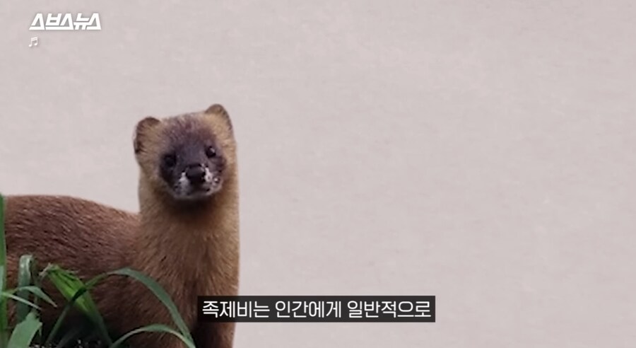 요즘 고양이보다 낫다고 평가 받는 동물jpg