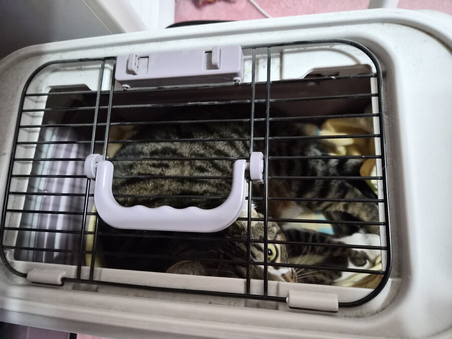 말 안들어서 감옥 보냄 ㅋㅋ