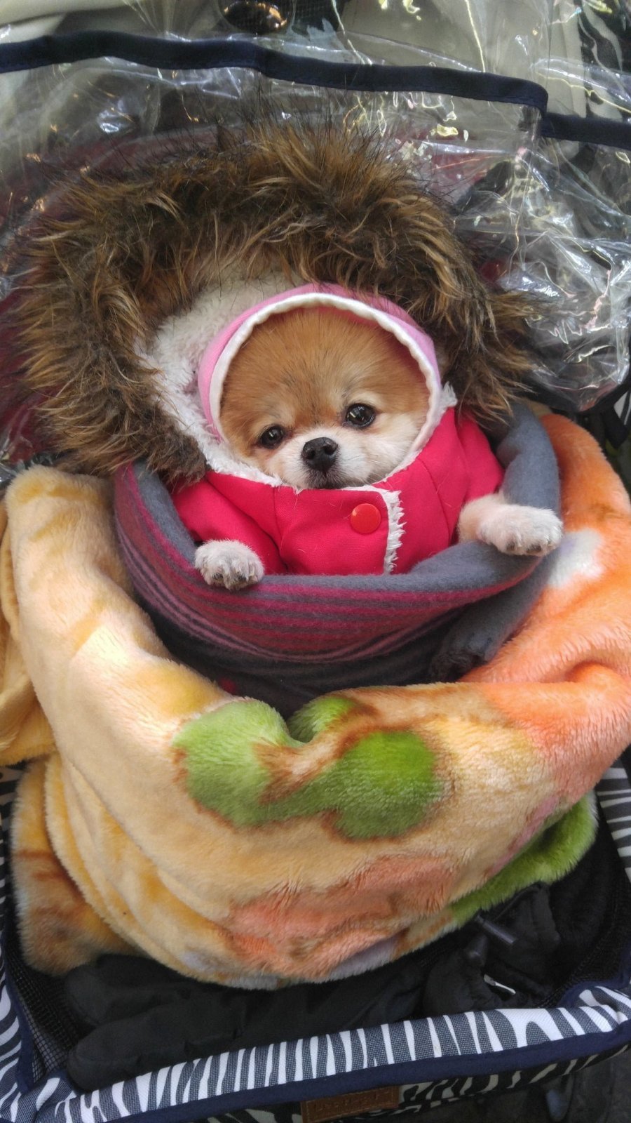 할머니들이 키우는 강아지들 한겨울 특징.jpg