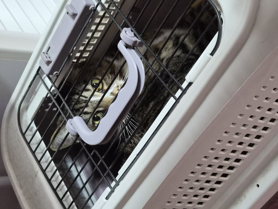 말 안들어서 감옥 보냄 ㅋㅋ