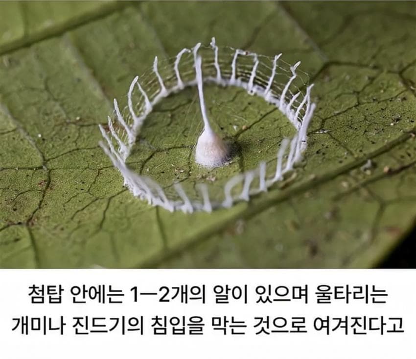 거미가 만드는 신기한 구조물.jpg